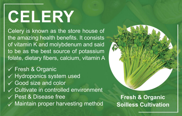 Celery