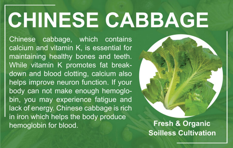 Chinese-cabbage