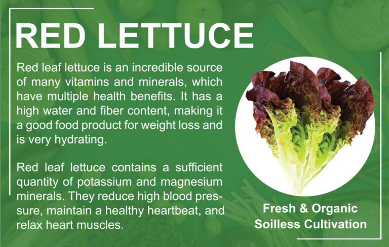 Red-lettuce